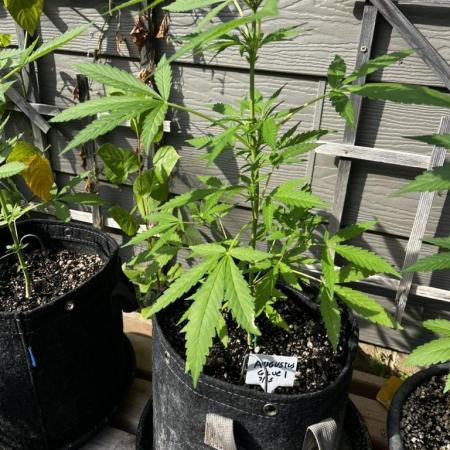 Summer 2025 Outdoor Autos