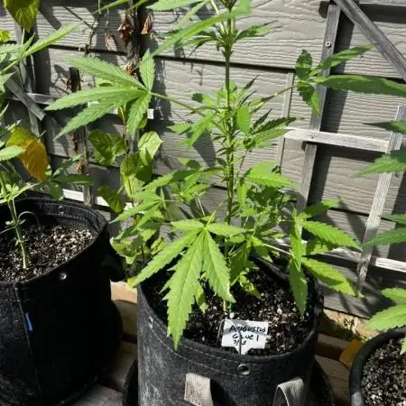 Summer 2025 Outdoor Autos