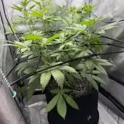 Summer 2026 Indoor