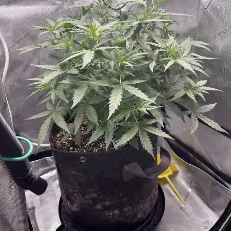 Summer 2025 Indoor Gorilla Zkittlez Auto