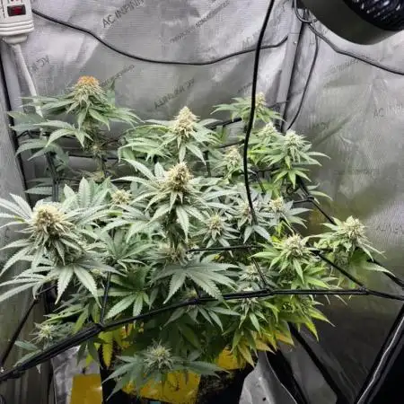 Indoor Winter 2025