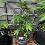 Summer 2025 Outdoor Autos