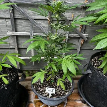 Summer 2025 Outdoor Autos