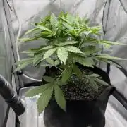 Summer 2026 Indoor