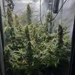 Summer 2025 Indoor Gorilla Zkittlez Auto