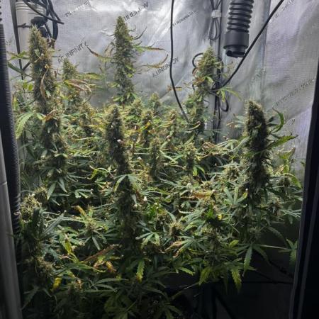 Summer 2025 Indoor Gorilla Zkittlez Auto