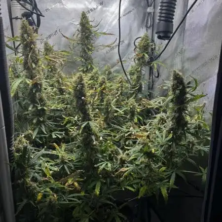 Summer 2025 Indoor Gorilla Zkittlez Auto