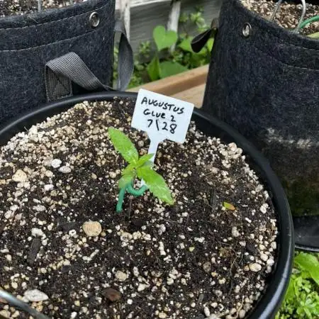 Summer 2025 Outdoor Autos