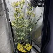 Indoor Spring 2026