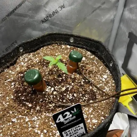 Summer 2025 Indoor Gorilla Zkittlez Auto