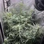 Summer 2025 Indoor Gorilla Zkittlez Auto