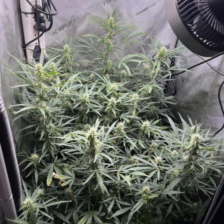 Summer 2025 Indoor Gorilla Zkittlez Auto