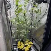 Indoor Spring 2026