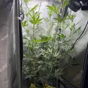 Indoor Spring 2026