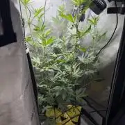 Indoor Spring 2026