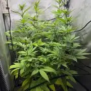 Summer 2026 Indoor