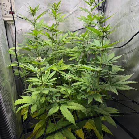 Summer 2026 Indoor