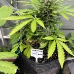Spring 2025 Outdoor Autos