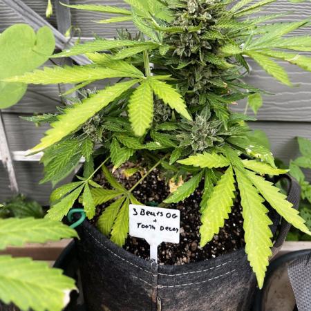 Spring 2025 Outdoor Autos