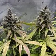 Summer 2026 Indoor