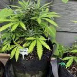 Spring 2025 Outdoor Autos