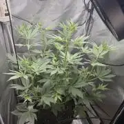 Indoor Spring 2026