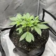 Indoor Spring 2026