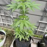 Outdoor Spring 2026
