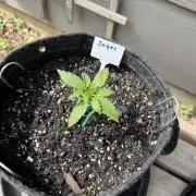 Outdoor Spring 2026