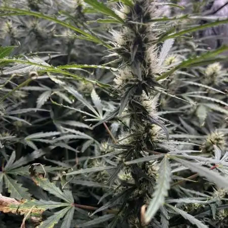 Summer 2025 Indoor Gorilla Zkittlez Auto