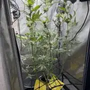 Indoor Spring 2026