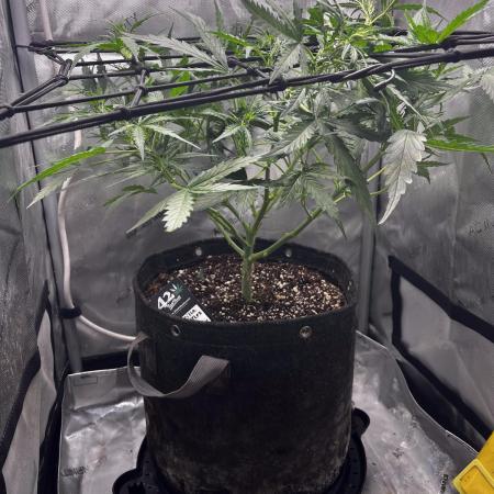 Summer 2025 Indoor Gorilla Zkittlez Auto