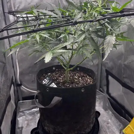 Summer 2025 Indoor Gorilla Zkittlez Auto