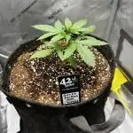 Summer 2025 Indoor Gorilla Zkittlez Auto