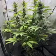 Summer 2026 Indoor