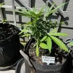 Spring 2025 Outdoor Autos