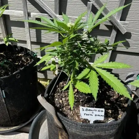 Spring 2025 Outdoor Autos