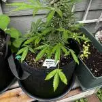 Spring 2025 Outdoor Autos