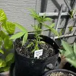 Summer 2025 Outdoor Autos