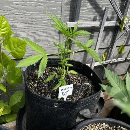 Summer 2025 Outdoor Autos