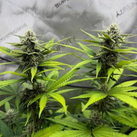 Summer 2026 Indoor