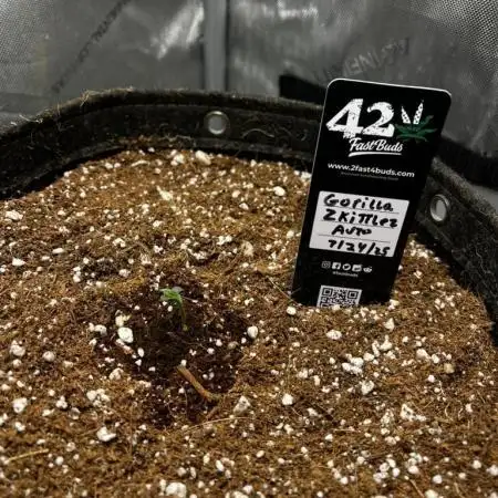 Summer 2025 Indoor Gorilla Zkittlez Auto