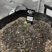 Indoor Spring 2026