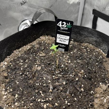 Indoor Spring 2026