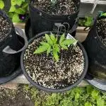 Summer 2025 Outdoor Autos