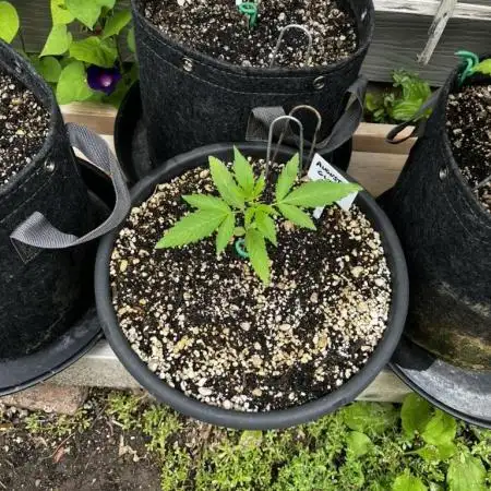 Summer 2025 Outdoor Autos