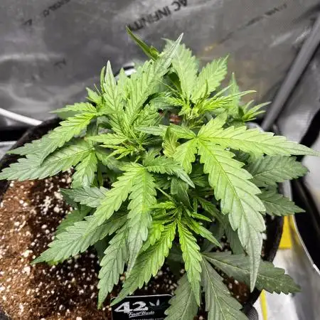 Summer 2025 Indoor Gorilla Zkittlez Auto