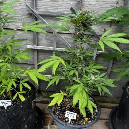 Summer 2025 Outdoor Autos
