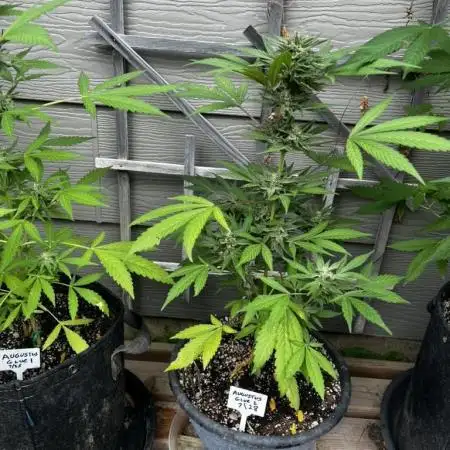 Summer 2025 Outdoor Autos
