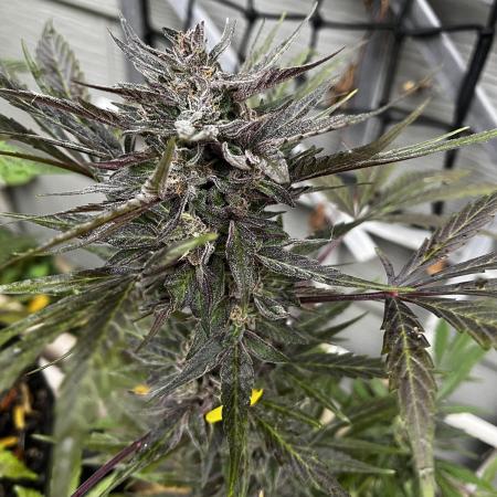 Summer 2025 Outdoor Autos